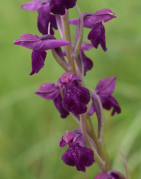 Le orchidee della Bassa del Bardello (Parco Delta del Po)