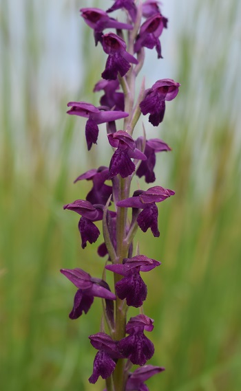 Le orchidee della Bassa del Bardello (Parco Delta del Po)