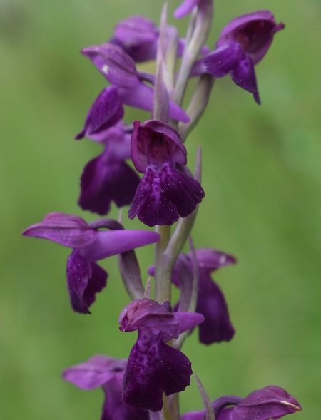 Le orchidee della Bassa del Bardello (Parco Delta del Po)