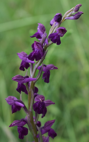 Le orchidee della Bassa del Bardello (Parco Delta del Po)