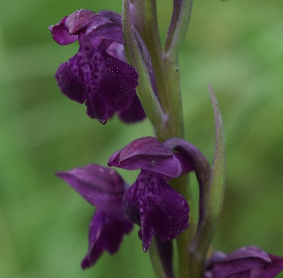 Le orchidee della Bassa del Bardello (Parco Delta del Po)