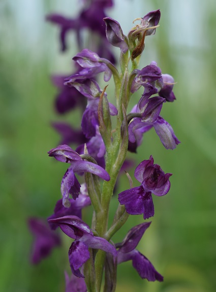 Le orchidee della Bassa del Bardello (Parco Delta del Po)