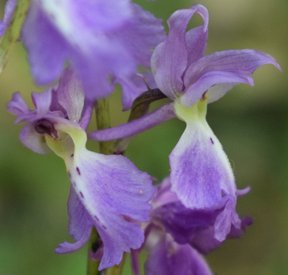 Orchis mascula con labello atipico