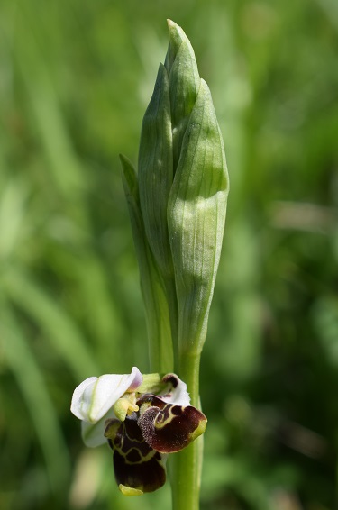 Lusus di Ophrys holosericea