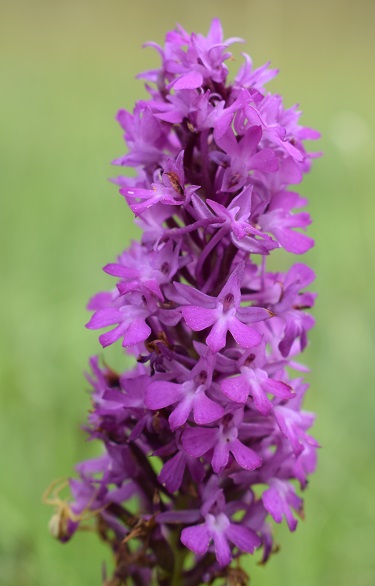 Lusus di Anacamptis pyramidalis?