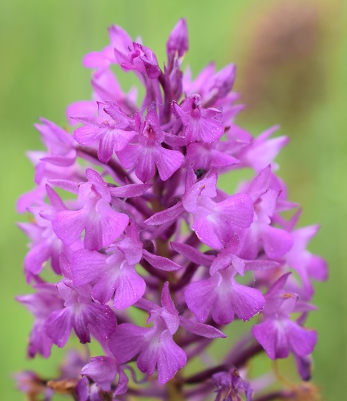 Lusus di Anacamptis pyramidalis?