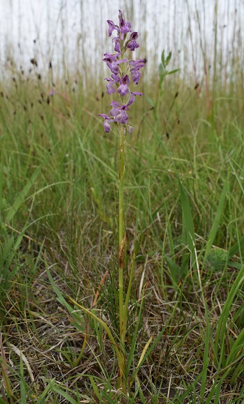 Le orchidee della Bassa del Bardello (Parco Delta del Po)