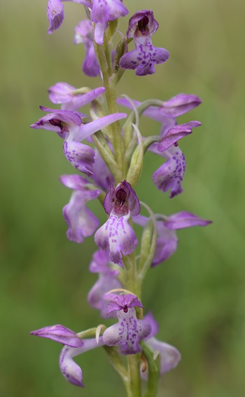 Le orchidee della Bassa del Bardello (Parco Delta del Po)