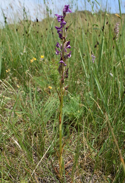 Le orchidee della Bassa del Bardello (Parco Delta del Po)