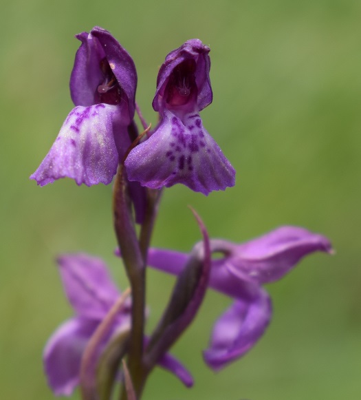 Le orchidee della Bassa del Bardello (Parco Delta del Po)