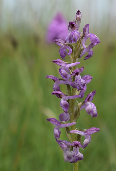 Le orchidee della Bassa del Bardello (Parco Delta del Po)