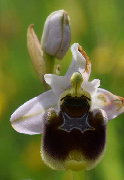 Un parere su alcune Ophrys bolognesi