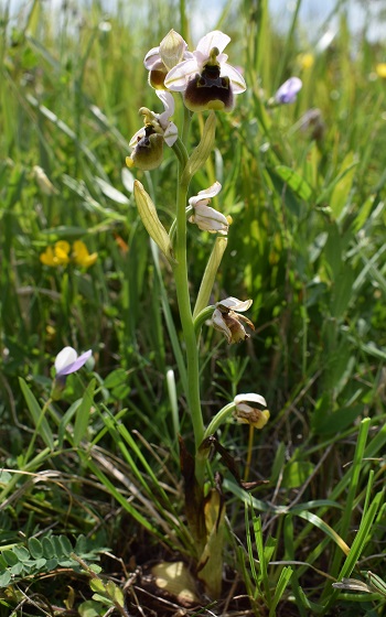 Un parere su alcune Ophrys bolognesi