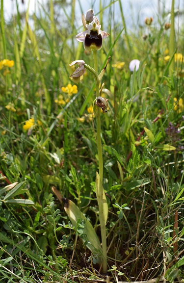 Un parere su alcune Ophrys bolognesi