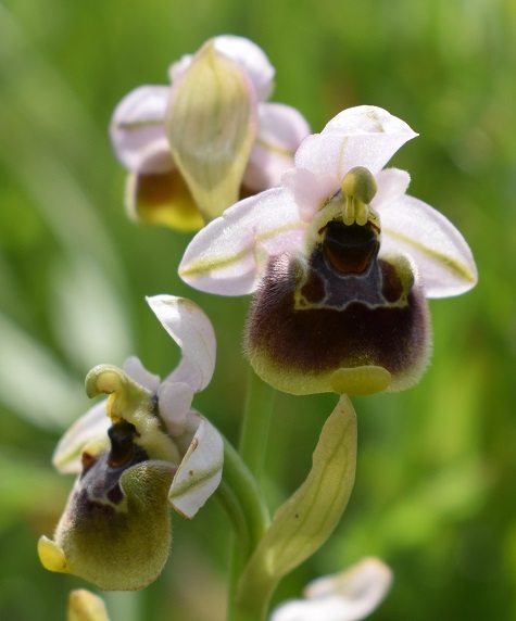 Un parere su alcune Ophrys bolognesi