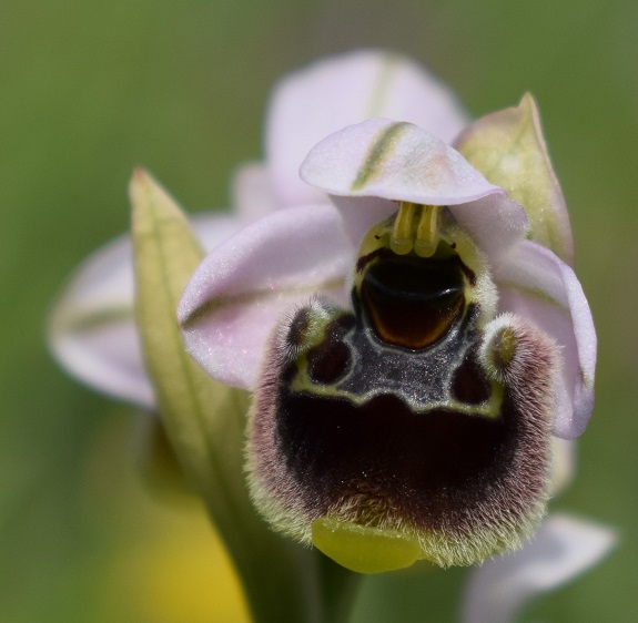 Un parere su alcune Ophrys bolognesi