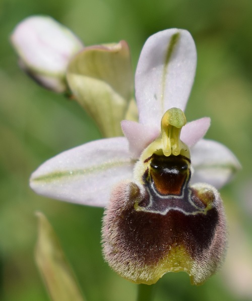 Un parere su alcune Ophrys bolognesi