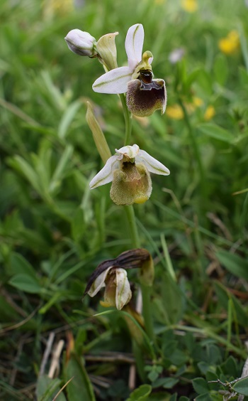 Un parere su alcune Ophrys bolognesi