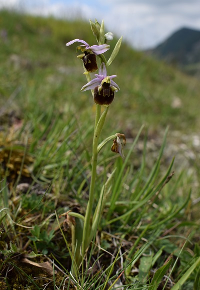 Un parere su alcune Ophrys bolognesi