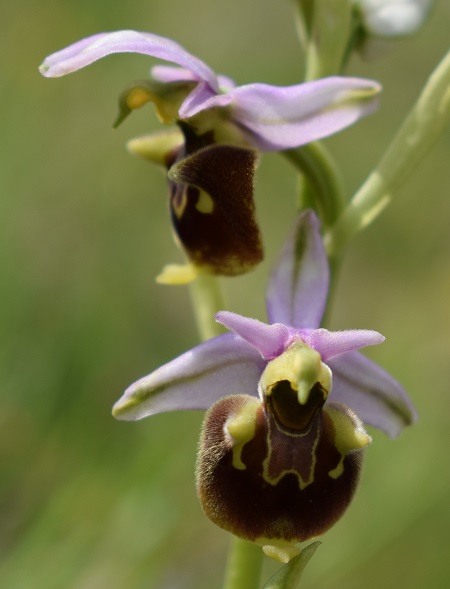 Un parere su alcune Ophrys bolognesi