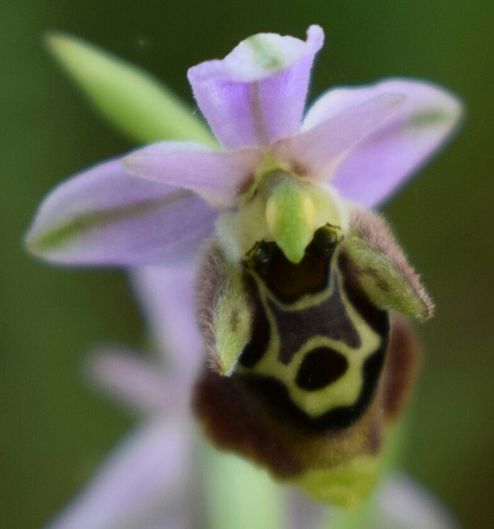Ophrys del Piemonte da identificare