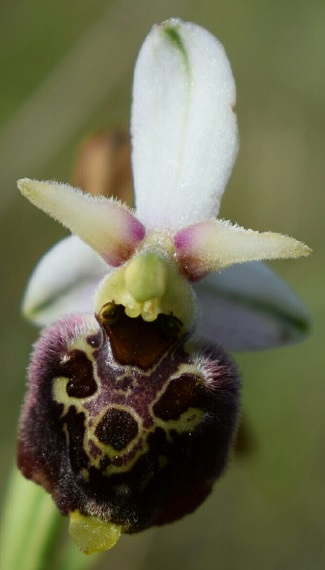 Ophrys del Piemonte da identificare