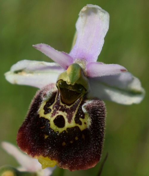 Ophrys del Piemonte da identificare