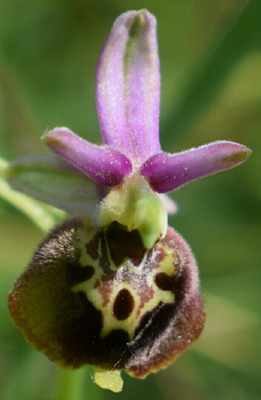 Ophrys del Piemonte da identificare