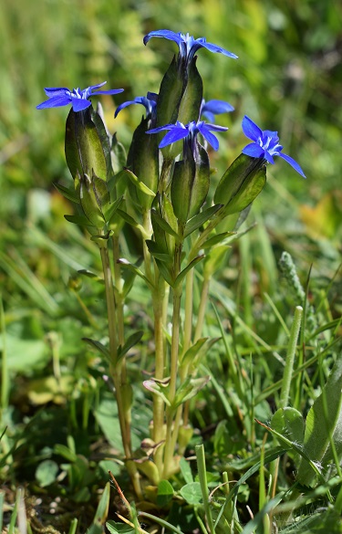 Gentiana utriculosa (Appennino Modenese)