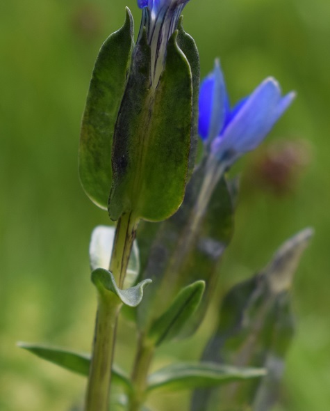 Gentiana utriculosa (Appennino Modenese)