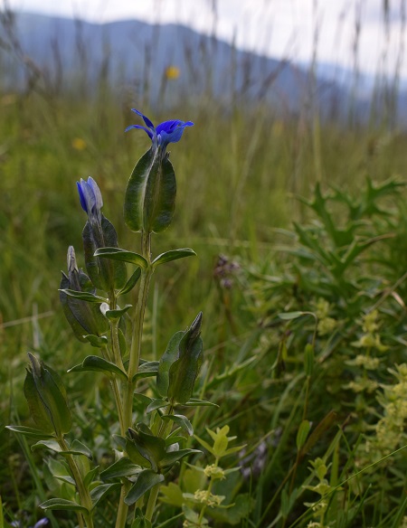 Gentiana utriculosa (Appennino Modenese)