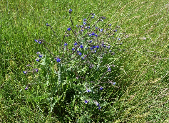 Pianta a fiori blu: Anchusa azurea  (Boraginaceae)