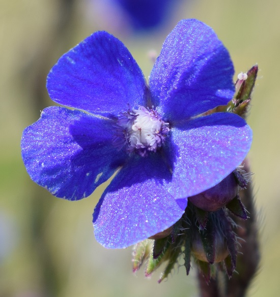 Pianta a fiori blu: Anchusa azurea  (Boraginaceae)