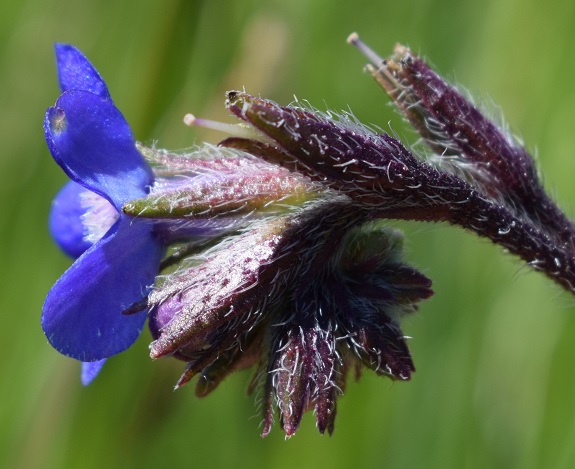 Pianta a fiori blu: Anchusa azurea  (Boraginaceae)