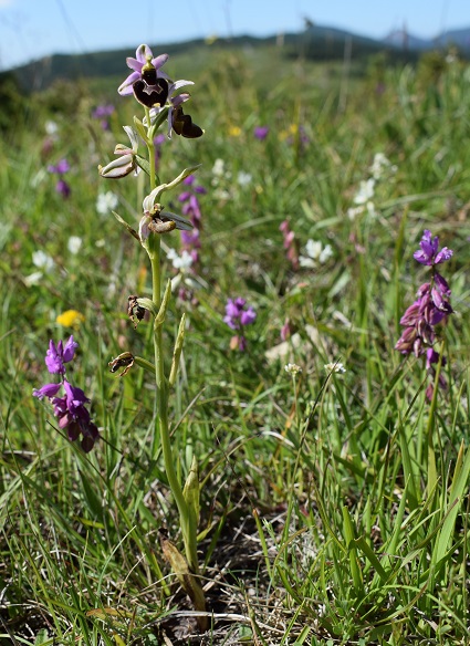 Probabile ibrido d''Ophrys da identificare