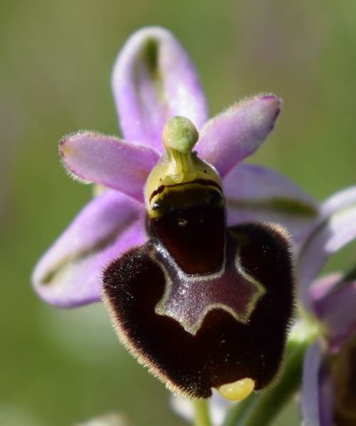 Probabile ibrido d''Ophrys da identificare