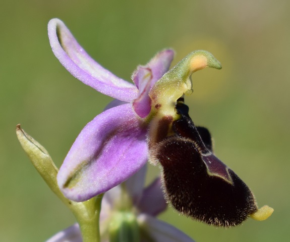 Probabile ibrido d''Ophrys da identificare