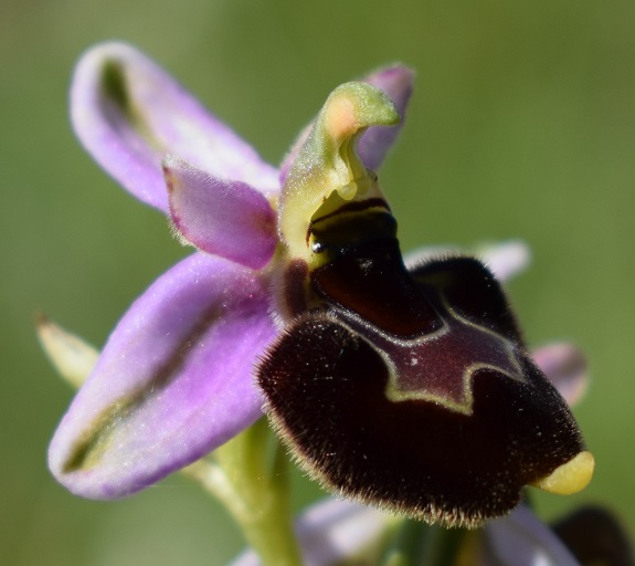 Probabile ibrido d''Ophrys da identificare