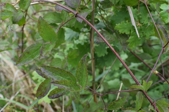 Clematis viticella (Ranunculaceae)