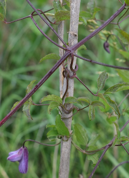 Clematis viticella (Ranunculaceae)