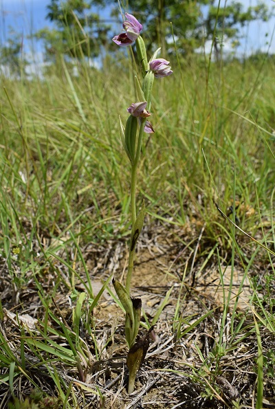 Che orchidea pu essere?