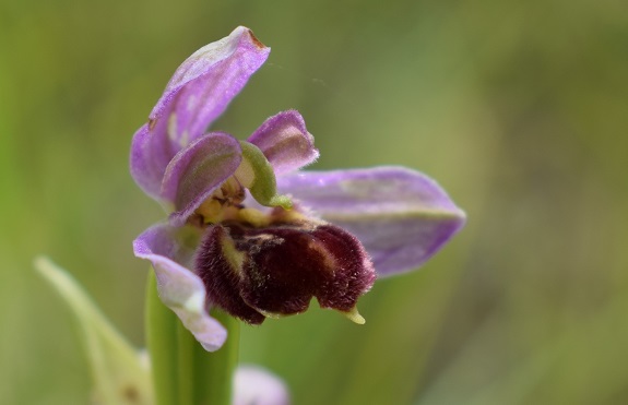 Che orchidea pu essere?