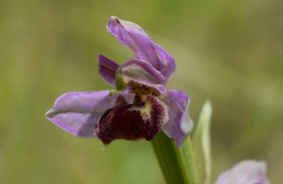 Che orchidea pu essere?