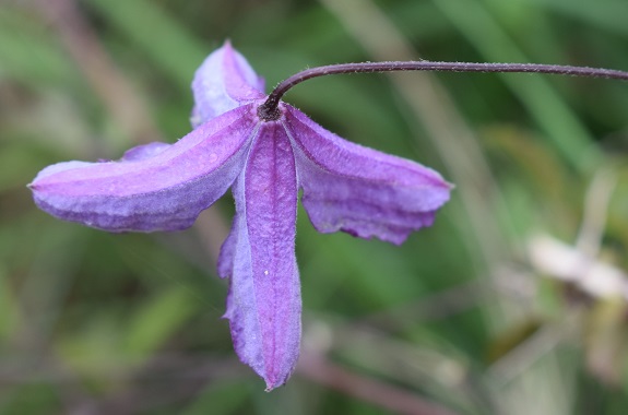 Clematis viticella (Ranunculaceae)