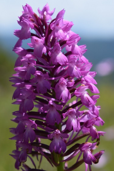 Anacamptis pyramidalis o ibrido?