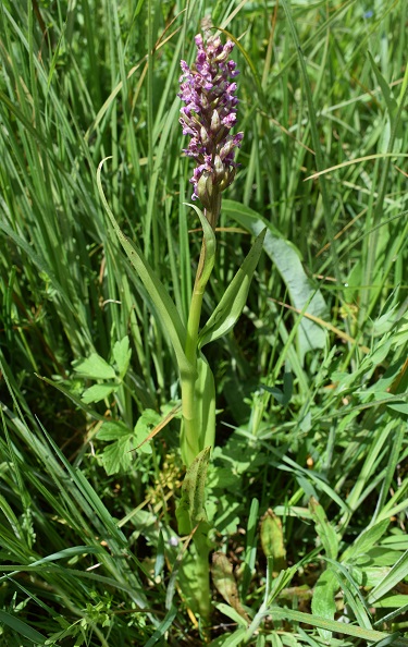 Lusus di Dactylorhiza incarnata?