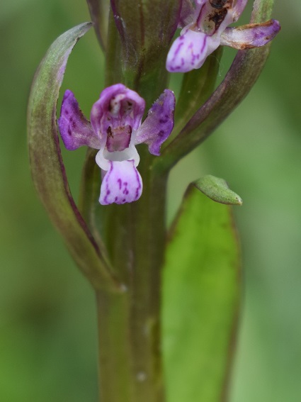 Lusus di Dactylorhiza incarnata?