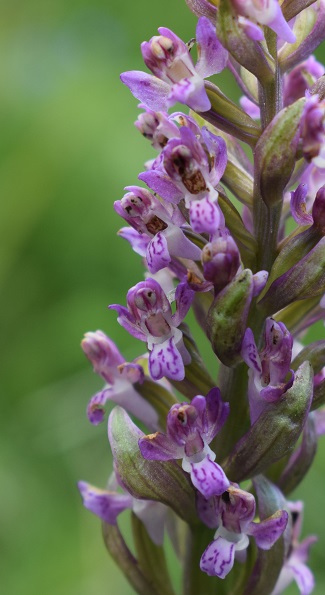 Lusus di Dactylorhiza incarnata?