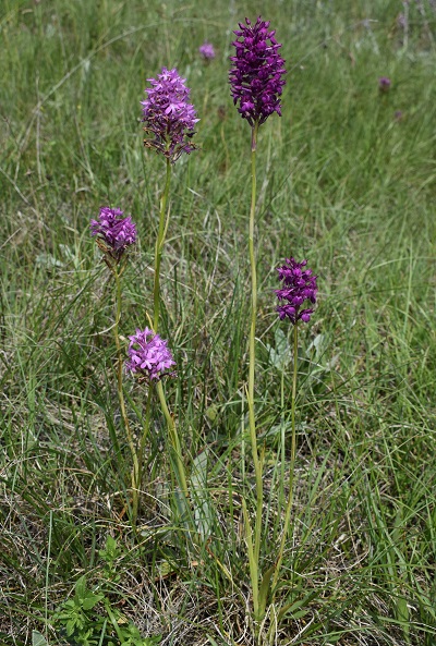 Anacamptis x simorrensis (Anacamptis coriophora x Anacamptis pyramidalis)