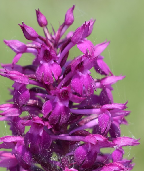 Anacamptis x simorrensis (Anacamptis coriophora x Anacamptis pyramidalis)